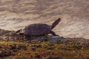 turtle on the rock
