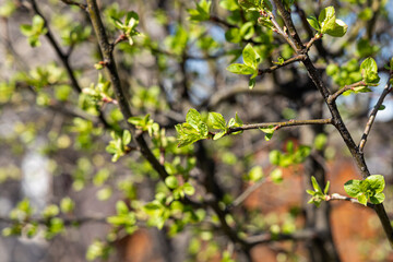 Fototapeta na wymiar An apple branch with green fresh leaves and buds is on a blurred background in a park in spring
