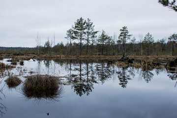 reflection of trees in the water