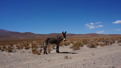 black donkey in nature in south america