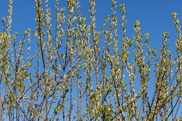 Young branches of bird cherry with green leaves and buds before flowering