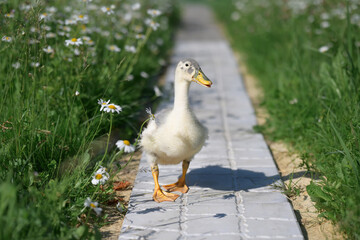 Little yellow gosling with gray spots runs along the path