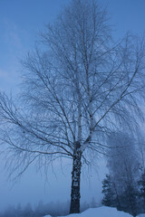 trees in winter