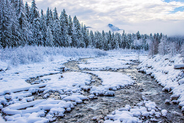 snow covered trees