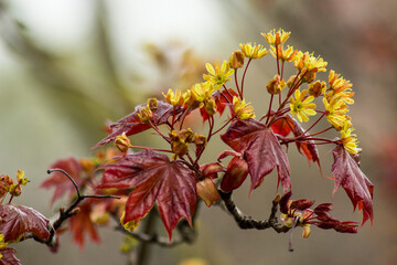 autumn leaves in the sun