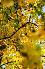 yellow maple leaves in autumn fall wallpaper, pattern , postcard , poster background 