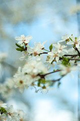 tree blossom in the spring, wallpaper, pattern , postcard , poster texture