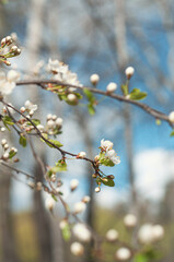 blooming tree of apple in spring, wallpaper