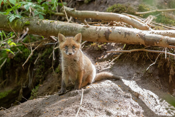 Premières sorties du terrier