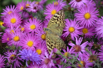 Multicolored and graceful butterfly on a flower meadow