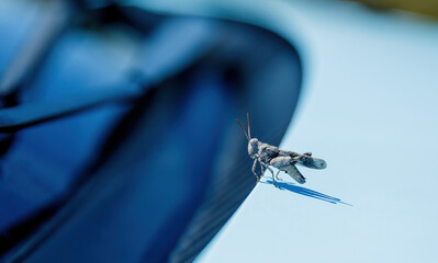 A macro shot of a grasshopper on the hood of a car.