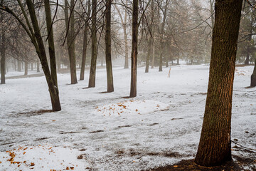 the first snow in the city. The black trunks of trees cast a shadow on the snow. City Park. Winter...