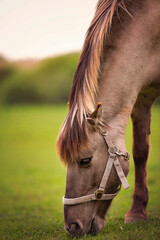 Polish Nature © Magda