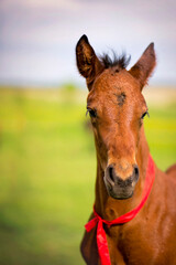 Polish Nature © Magda