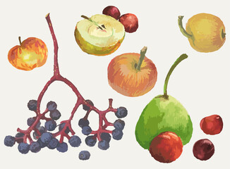 Watercolor drawings of set various ripe fruits,yellow apples,red cherries and plum,blue chokeberry bunch,green pear