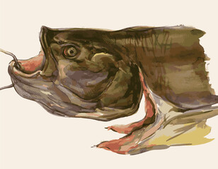 Watercolor vector drawing of head caught fresh big river fish