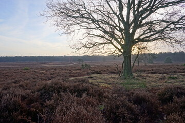 Fototapeta na wymiar Bright new winter morning over the heather in the Netherlands