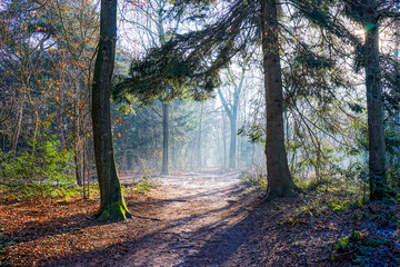 Hopeful path through the forest light shining through