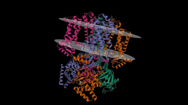 Structure of human HCN1 channel in a hyperpolarized conformation. Animated 3D cartoon model, PDB 6uqf, black background