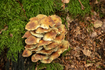 Landscape of Hypholoma mushrooms growing on a mossy log in Kaiserslautern Germany