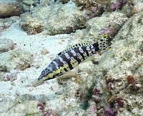 Harlequin Basslet on the reef