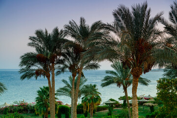 Fototapeta na wymiar Landscape of date palms against the background of the sea and the purple sunset sky.