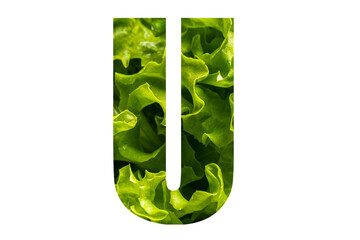 Letter U of the English alphabet made from fresh green lettuce leaves on a white isolated background. Bright alphabet for design