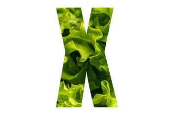 Letter X of the English alphabet made from fresh green lettuce leaves on a white isolated background. Bright alphabet for design