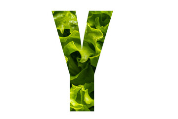 Letter Y of the English alphabet made from fresh green lettuce leaves on a white isolated background. Bright alphabet for design
