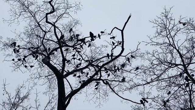 Flock of crows birds in bare branches of trees in wood against evening sky. Moody  cold day.