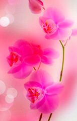 Obraz na płótnie Canvas pink flower background