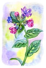 Blooming lungwort on watercolor colorful background, watercolor botanical illustration, print for poster, greeting card, home furnishings decor and other designs
