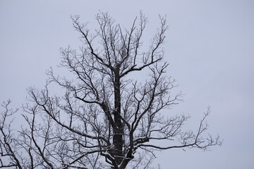 A bare tree with snow against sky