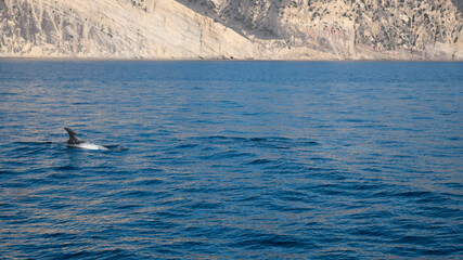 Naklejka premium dolphins in the sea
