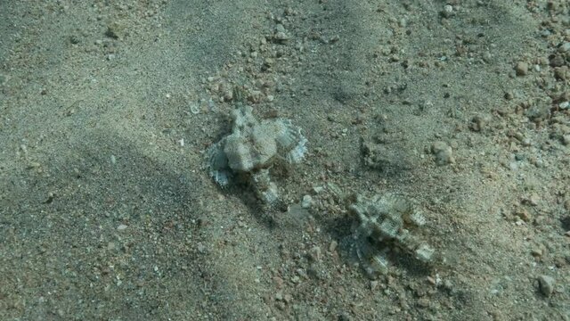 Pair of Seamoth moves on the sandy bottom in shallow water in sun rays. Pegasus, Little Dragonfish or Common Seamoth (Eurypegasus draconis). 4K-60fps
