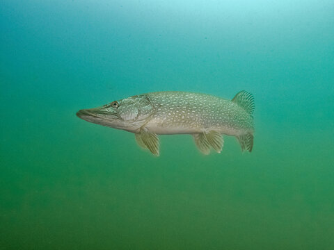 Pikefish in lake Bled