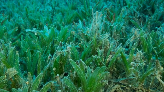 Close-up. Camera moving forwards above seabed covered with green seagrass. Underwater landscape with Halophila seagrass. 4K-60fps 