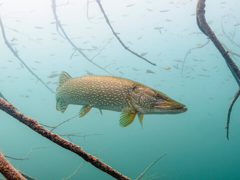 Pikefish in lake bled