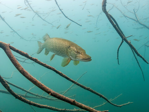 Pikefish