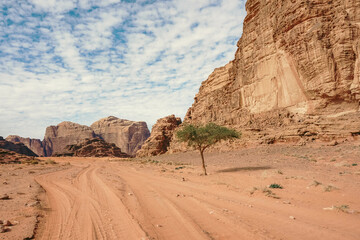 a small green tree grows near the road and mountains in the Wadi Rum desert, beautiful clouds in the sky, mountains around, Jordan