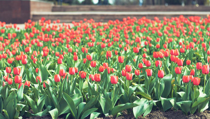 Rows of beautiful red tulips planted in spring