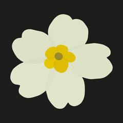 White primrose flower icon isolated on black background. Gouache sticker of flower with yellow center 