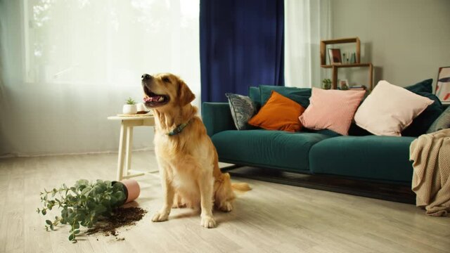 Golden retriever dropping flower in living room close-up. Dog looking with guilty view. Puppy sitting on floor, naughty domestic animals at home.