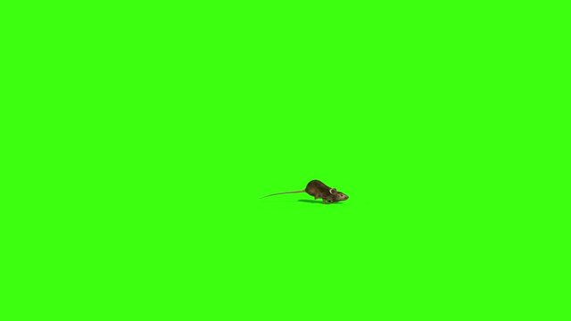 mouse runs along, animation, green background