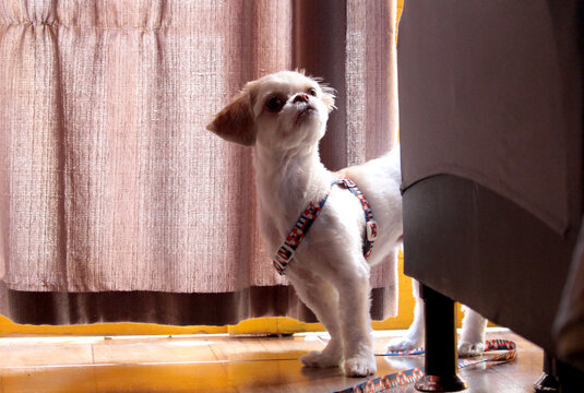 shih tsu na guia