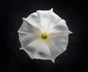 Fototapeta na wymiar Beautiful flower on a black background. Studio shot.