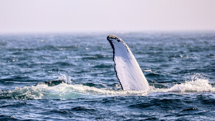 Fototapeta premium Brier Island, Nova Scotia, CANADA