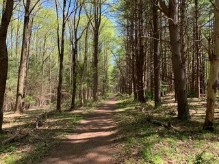 A forest path on a sunny day, with partial shade