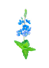 veronica chamaedrys flower, the germander speedwell, bird's-eye speedwell, or cat's eyes - herbaceous perennial species of flowering plant in the plantain family Plantaginaceae isolated on white
