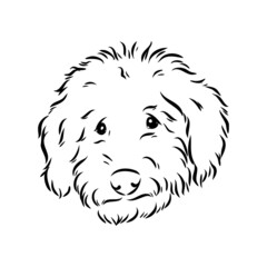 Obraz premium Labradoodle Mix dog - vector isolated illustration on white background
